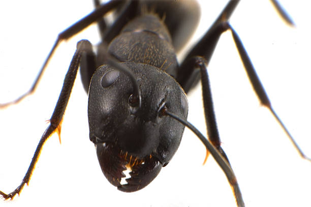 istock KURO-OARI Ant-Camponotus japonicus 497490375