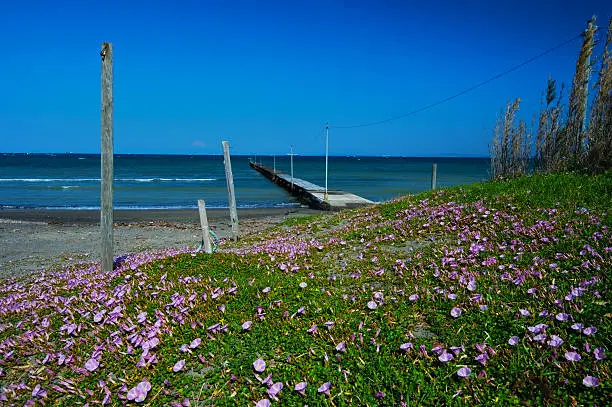 The Coast with  Many Sea Bindweeds-Calystegia soldanella, Chiba Prefecture/Japan, 2013/4/27.