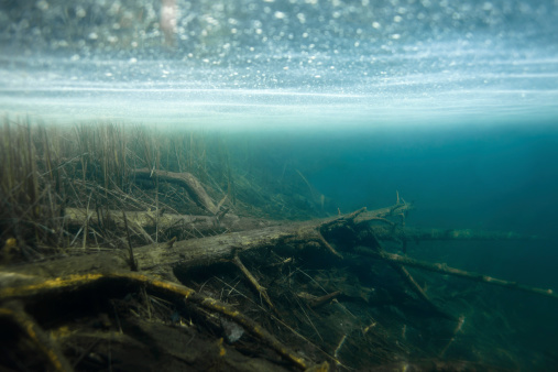submerged logs 