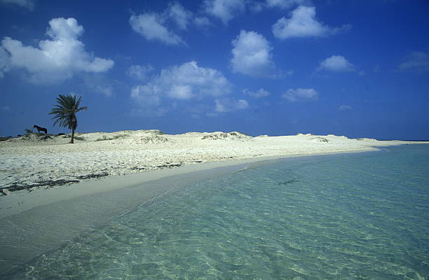 A sandy beach on the island of Jierba in the south of Tunisia in North Africa.