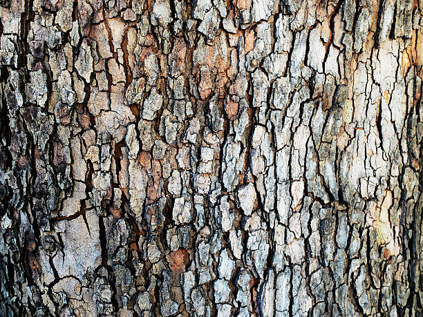 corteccia di platano. - corteccia di legno foto e immagini stock