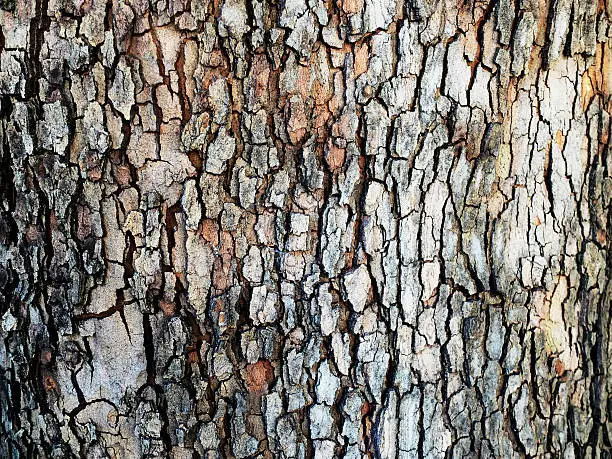 A bark of plane tree as a background.