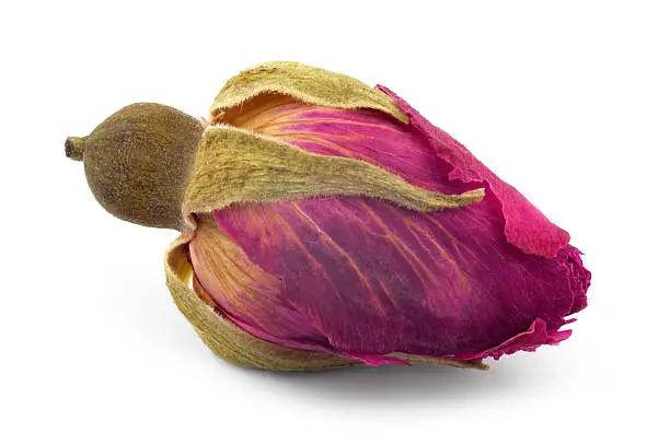 Dried bud of a tea rose, isolated on a white background.