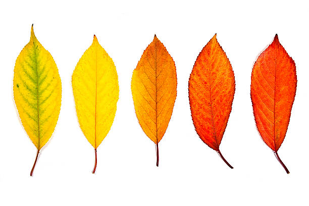 istock Assort of different autumn leaves isolated on white background. 497491616