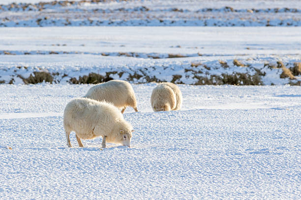 istock Icelandic lambs in winter time 497491636