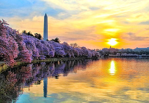 Washington Monument and Cherry Blossoms Sunrise on the Tidal Basin at Cherry Blossom Time. smithsonian museums stock pictures, royalty-free photos & images