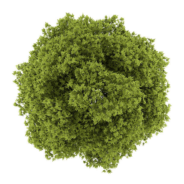 istock top view of white ash tree isolated on white background 497491933