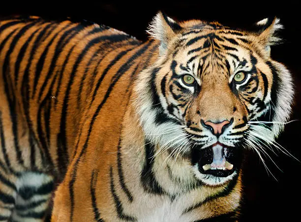 Photo of Sumatran tiger