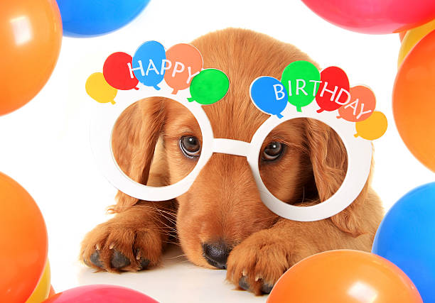 istock Happy Birthday puppy 497492272