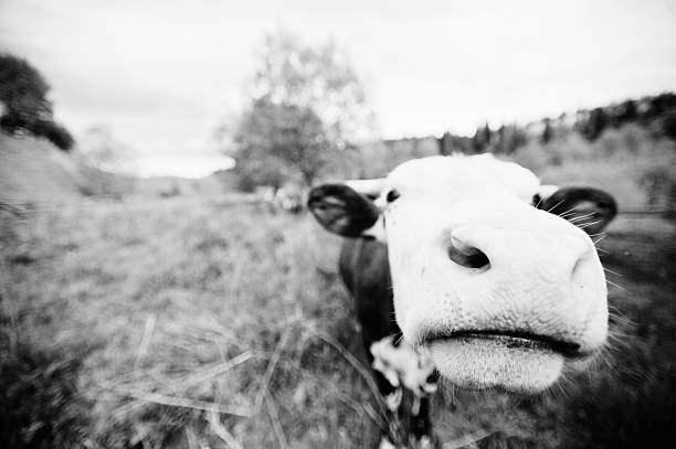 istock Funny nose of cow 497492284