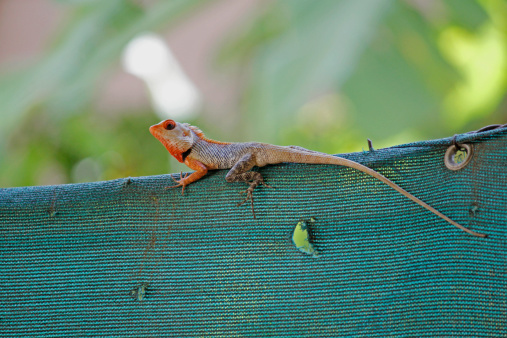 Indian Garden Lizard (Calotes versicolor)