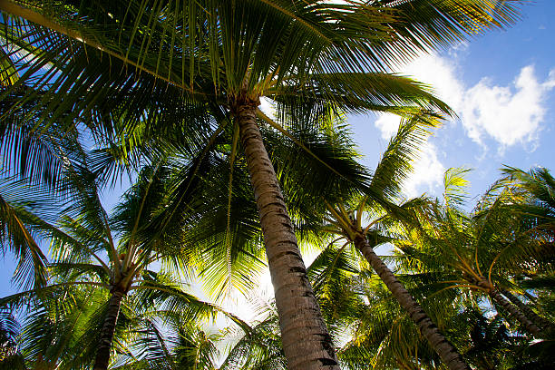 Palm Trees across Hamilton Island, Queensland, Australia