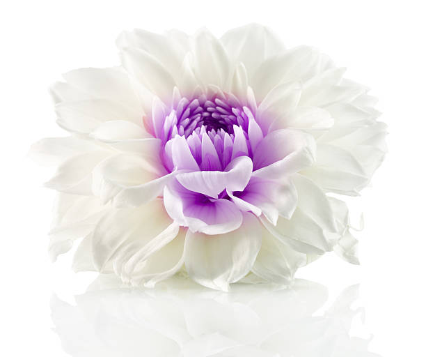Dahlia variety XXL Aztec Veracruz, known for its large, bi-colored blooms.