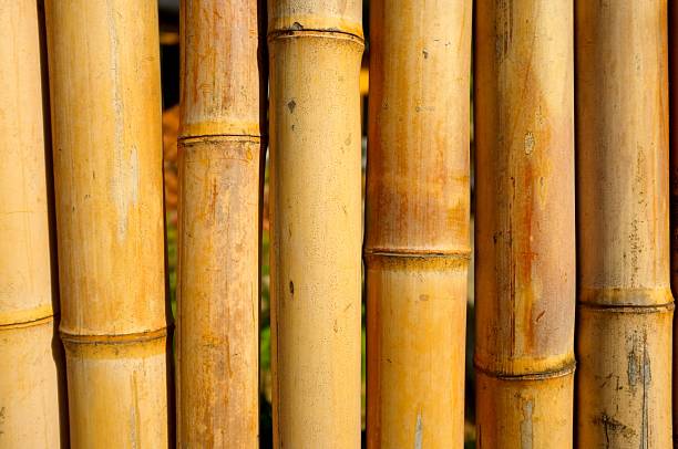 istock Section of a dried cane bamboo fence 497493241
