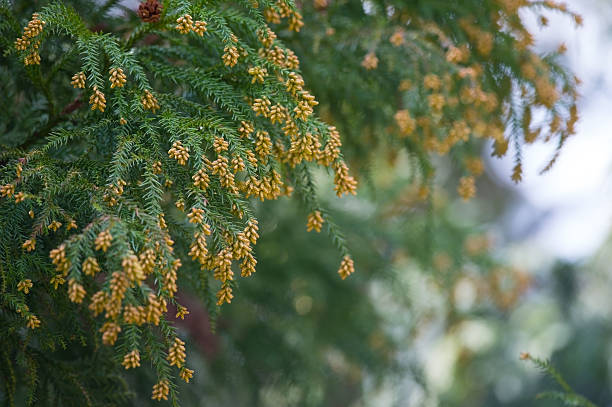 花粉ダストの杉-cryptomeria japonica - 花粉 ストックフォトと画像