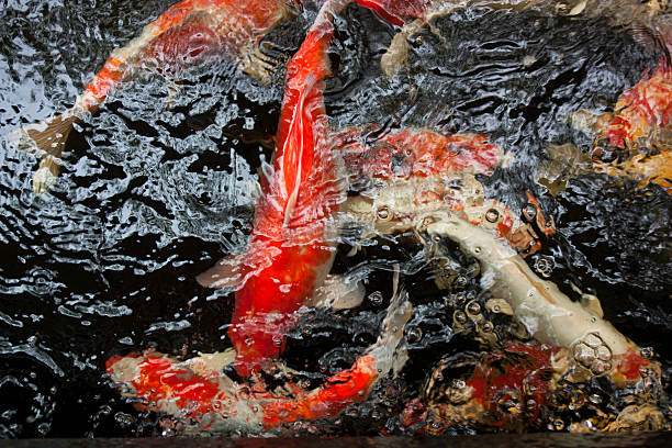istock Fancy carp fish swim in water. 497493607