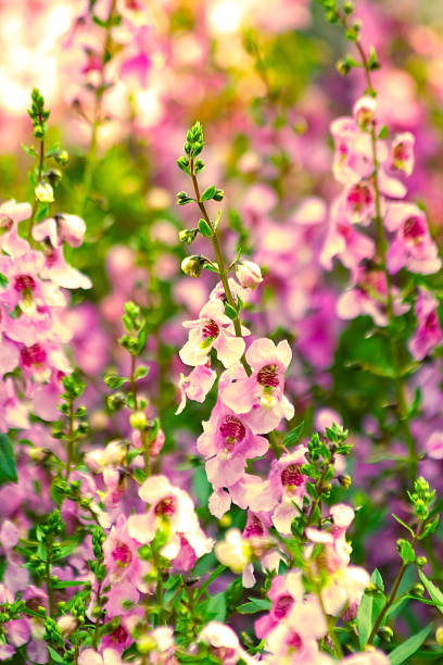 Angelonia Flower Beautiful field of Angelonia goyazensis flower Family Scrophulariaceae. angelonia stock pictures, royalty-free photos & images