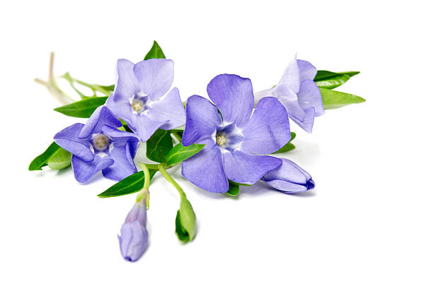 istock Beautiful blue flower periwinkle isolated on white background 497493719