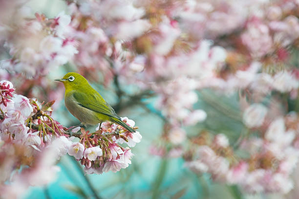 istock Cherry and White Eye-Zosterops japonicus 497493977
