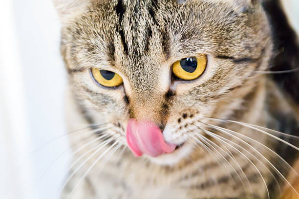 istock Cat portrait with yellow eyes 497494047