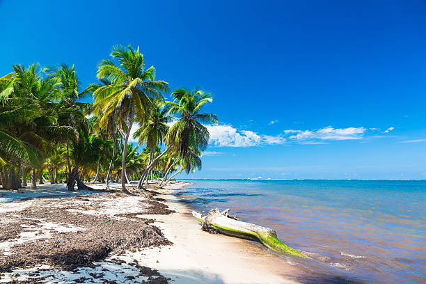 istock Untouched tropical beach with coconut palms in Dominican Republic 497494292