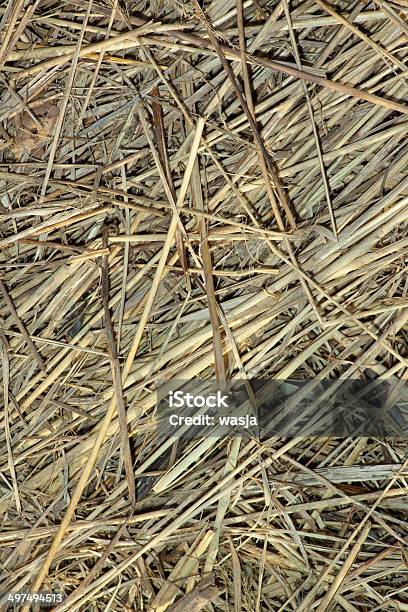 Fundo De Palha - Fotografias de stock e mais imagens de Agricultura - Agricultura, Amarelo, Ao Ar Livre