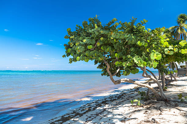 istock Healthy sea grape tree in the tropical beach 497494592
