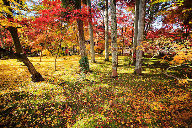 Autumn Japanese garden with maple in Kyoto,Japan