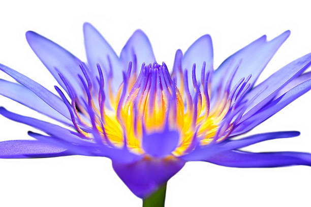 istock Purple Lotus 497509819