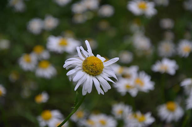 Camomile una sola punta - foto de stock