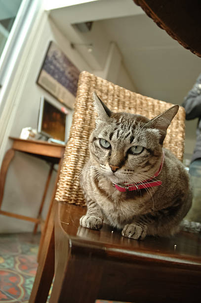 istock Scottish fold short hair cat 497509983