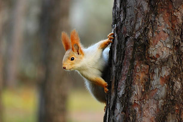 istock Little squirrel in the autumn wood. 497509987