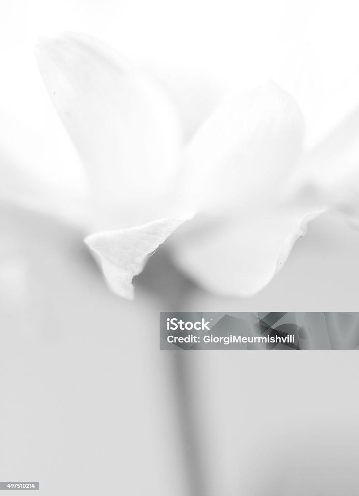 Flower Flower in Black and white. I use soviet lense Helios. 2015 Stock Photo