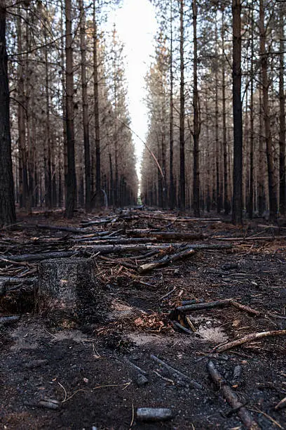 The remains of a forest fire that destroyed woodland in 2015. Thus leaving the chard remains in the morning