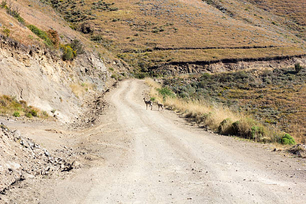 istock Mountain Reedbuck on Sani Pass, Lesotho 497510379