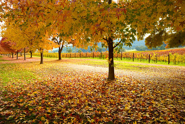 istock Beautiful Golden Autumn landscape 497510711