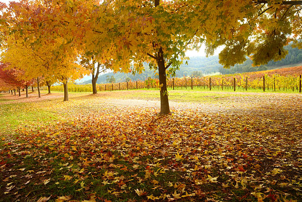 istock Beautiful Golden Autumn landscape 497510715