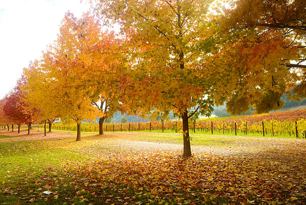 istock Beautiful Golden Autumn landscape 497510719