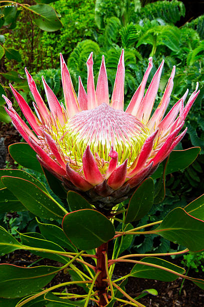 istock The giant or king Protea flower 497510742