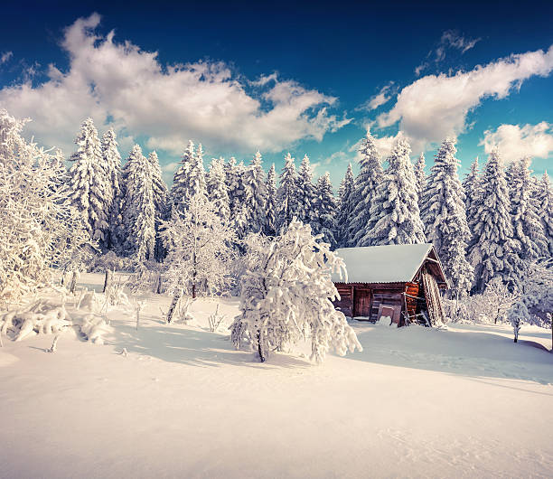 istock Sunny winter landscape in the mountain forest 497510850