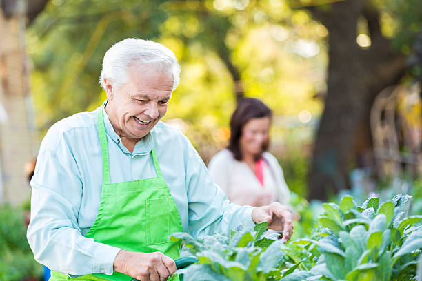 istock Senior man watering plants while working at outdoor nursery 497511262