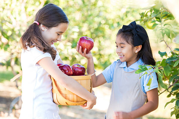Hispanic and Asian elementary age girls are picking bright red apples and placing them in baskets during a field trip with their school at a local orchard. Girls are standing outdoors in rows of fruit trees. Students are wearing private elementary school uniforms. They are smiling while filling basket with apples.