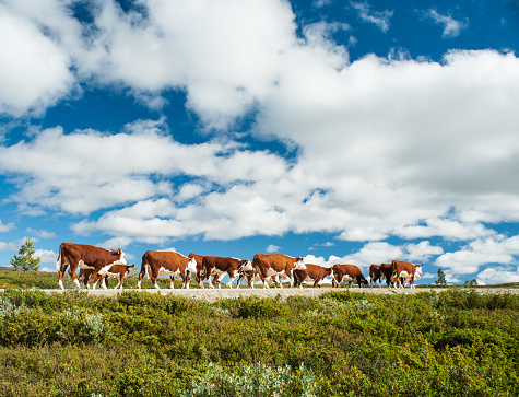 Herd of Norwegian Red cows walking freely on a small road in the countryside.