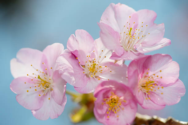 istock Kawazu-Zakura-Cerasus Lannesian 497512117