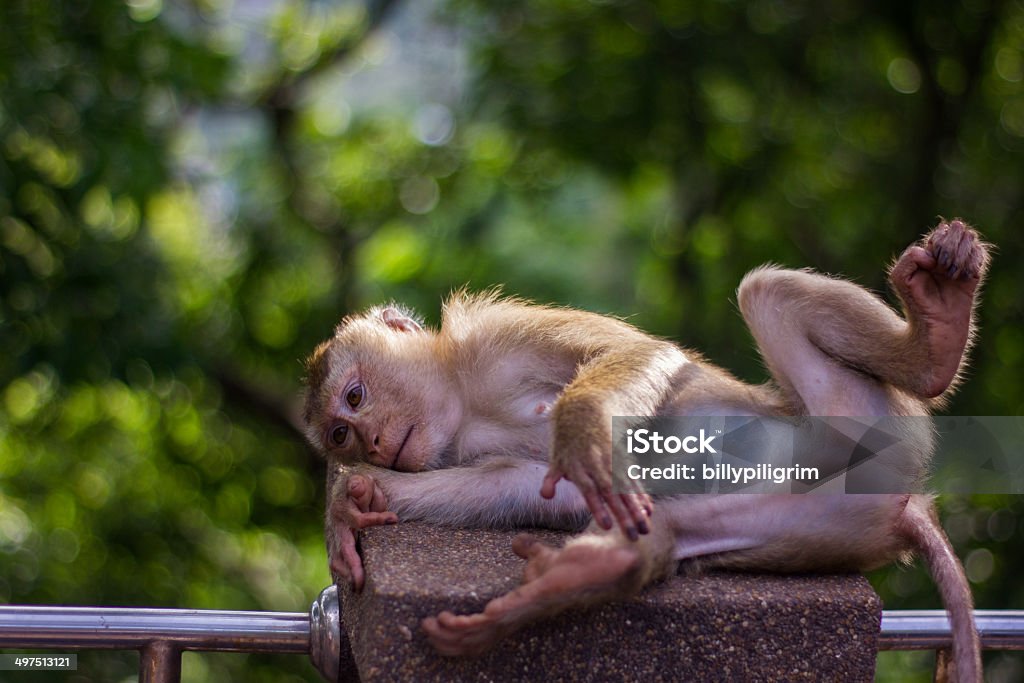 Funny Monkey Stock Photo - Download Image Now - Animal, Animal Hair, Animal  Wildlife - iStock