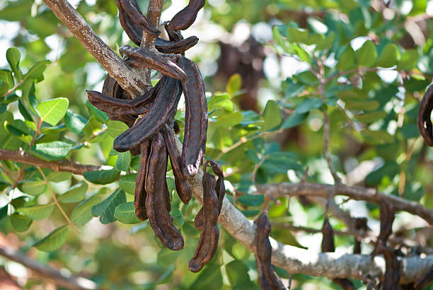 istock carob, Ceratonia siliqua 497513141