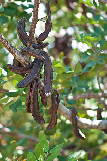 istock carob, Ceratonia siliqua 497513143