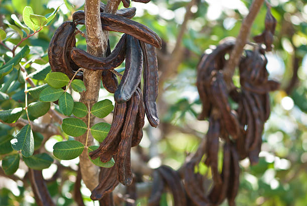 istock carob, Ceratonia siliqua 497513145