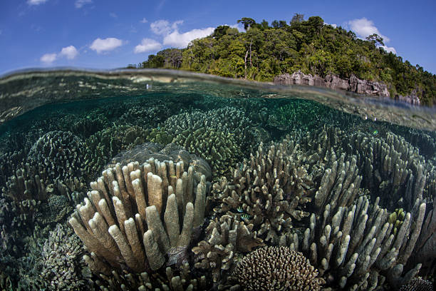 istock Reef and Limestone Island in Raja Ampat 497513370