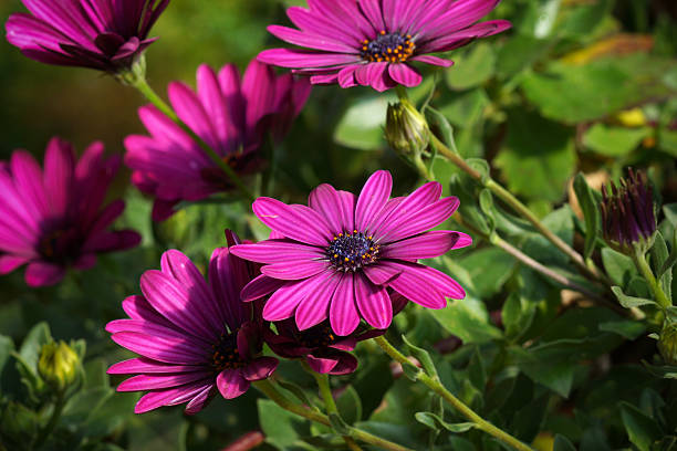 istock Purple flowers in the garden 497513383